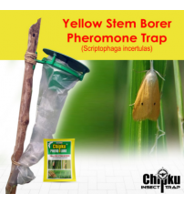 Chipku Pheromone Funnel Trap with YSB Lure (Combo Pack of 10)